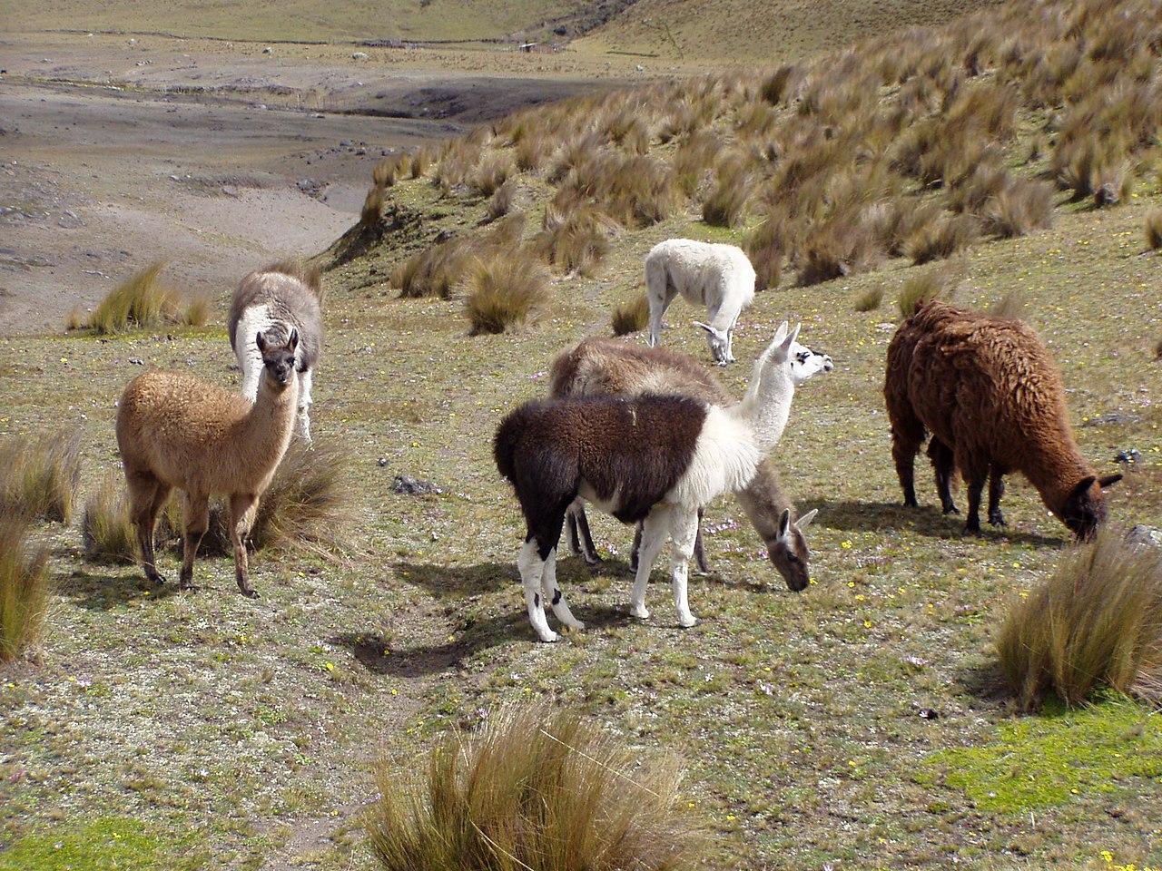 Ecuador